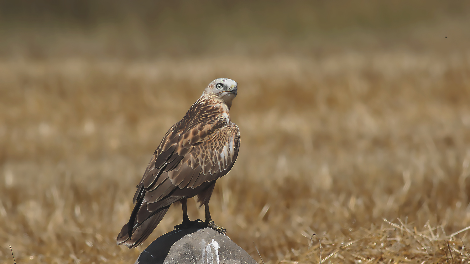 Long-legged Buzzard